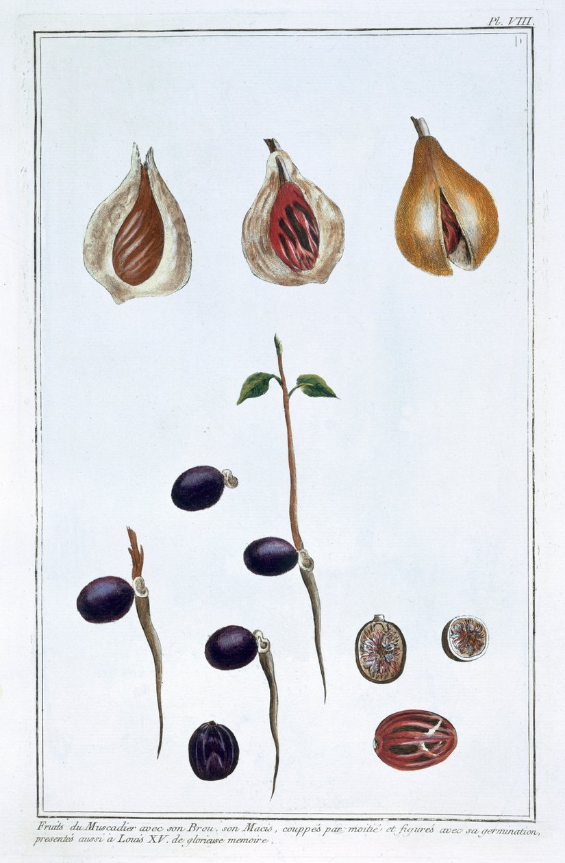 جوزة الطيب ، c1751-1807 بواسطة بيير جوزيف بوشوز