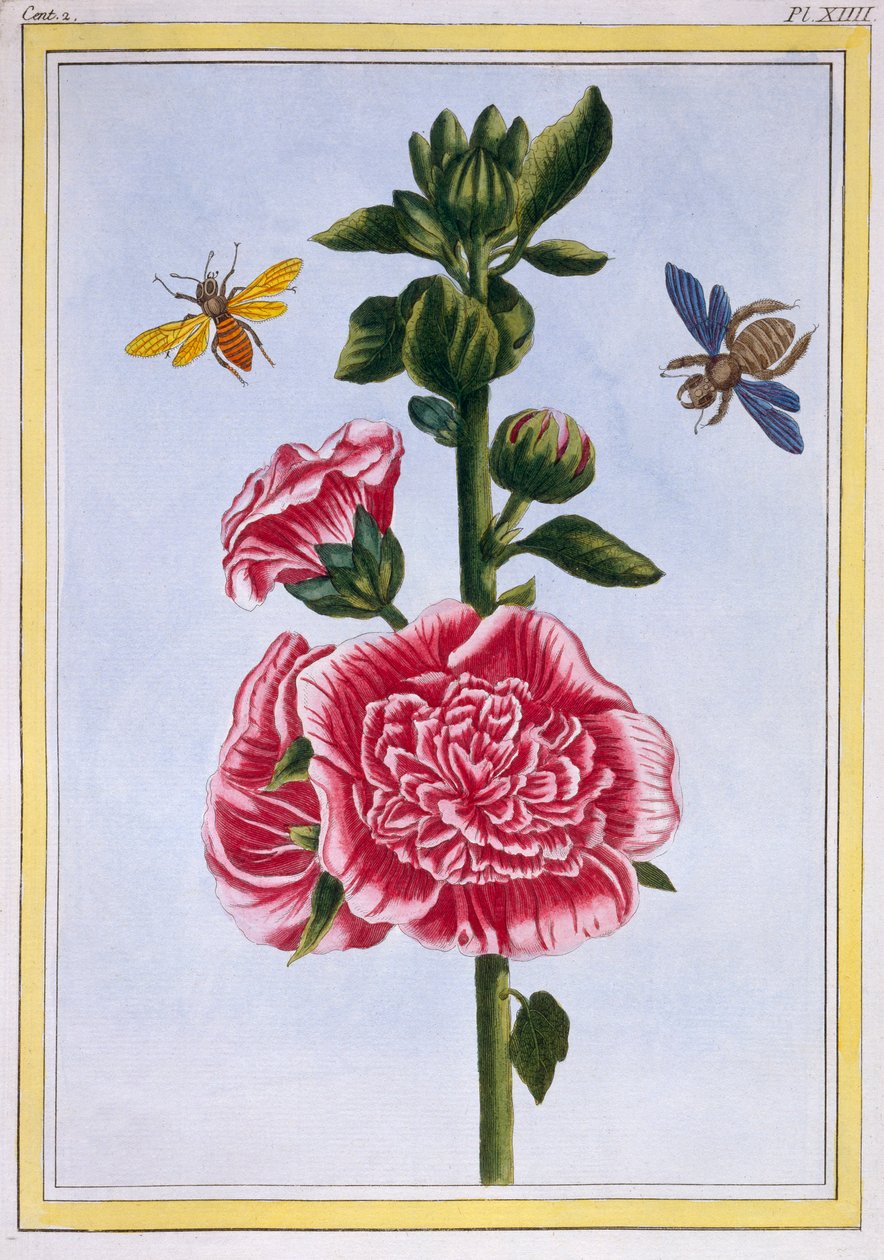 Passerose Hollyhock ، حانة. 1776. بواسطة بيير جوزيف بوشوز