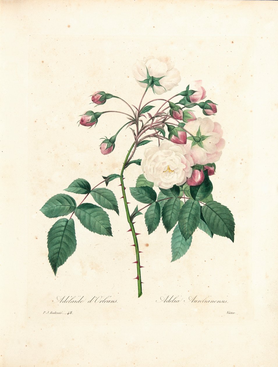 Adelaide d&39;Orléans Rose ، نقشها Victor ، من "اختيار أجمل الزهور وأجمل الفواكه" ، المجلد. أنا ، 1827-1833 بواسطة بيير جوزيف ريدوت