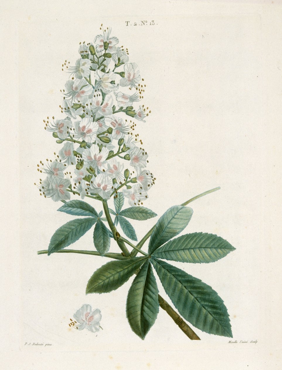 Aesculus Hippocastorum، كستناء الحصان، c1800-1830. بواسطة بيير جوزيف ريدوت