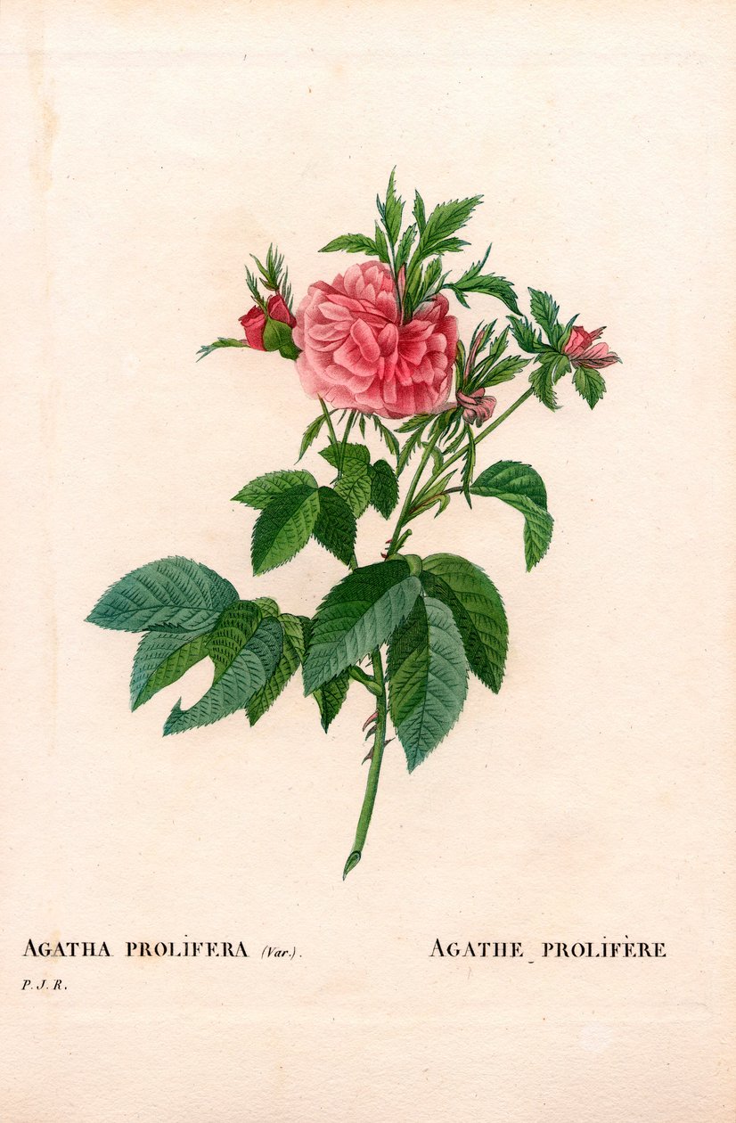 زهرة أجاثا المتكاثرة ، متنوعة روزا غاليكا. نقش على لوح نحاسي مُنقط يدويًا من "" Les Roses "لبيير جوزيف Redoute ،" باريس بواسطة بيير جوزيف ريدوت