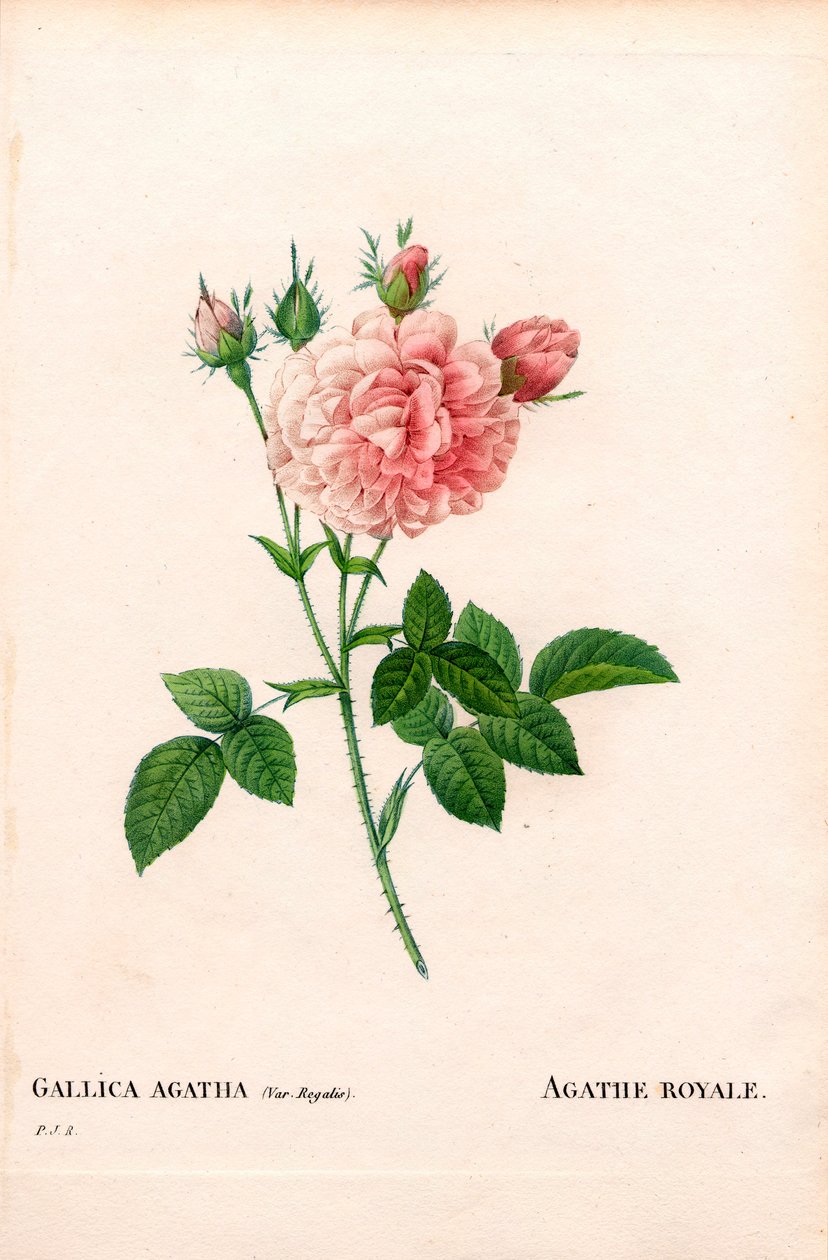 أغاث رويال روز ، متنوعة روزا جاليكا. نقش على لوح نحاسي مُنقط يدويًا من "" Les Roses "لبيير جوزيف Redoute ،" باريس بواسطة بيير جوزيف ريدوت