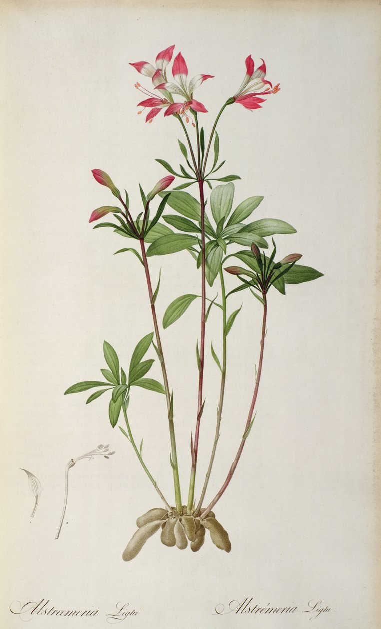 Alstraemeria Ligtu ، من `` Les Liliacees &39;&39; بواسطة Pierre Redoute ، 8 مجلدات ، نشرت 1805-16 ، (النقش الملون) بواسطة بيير جوزيف ريدوت