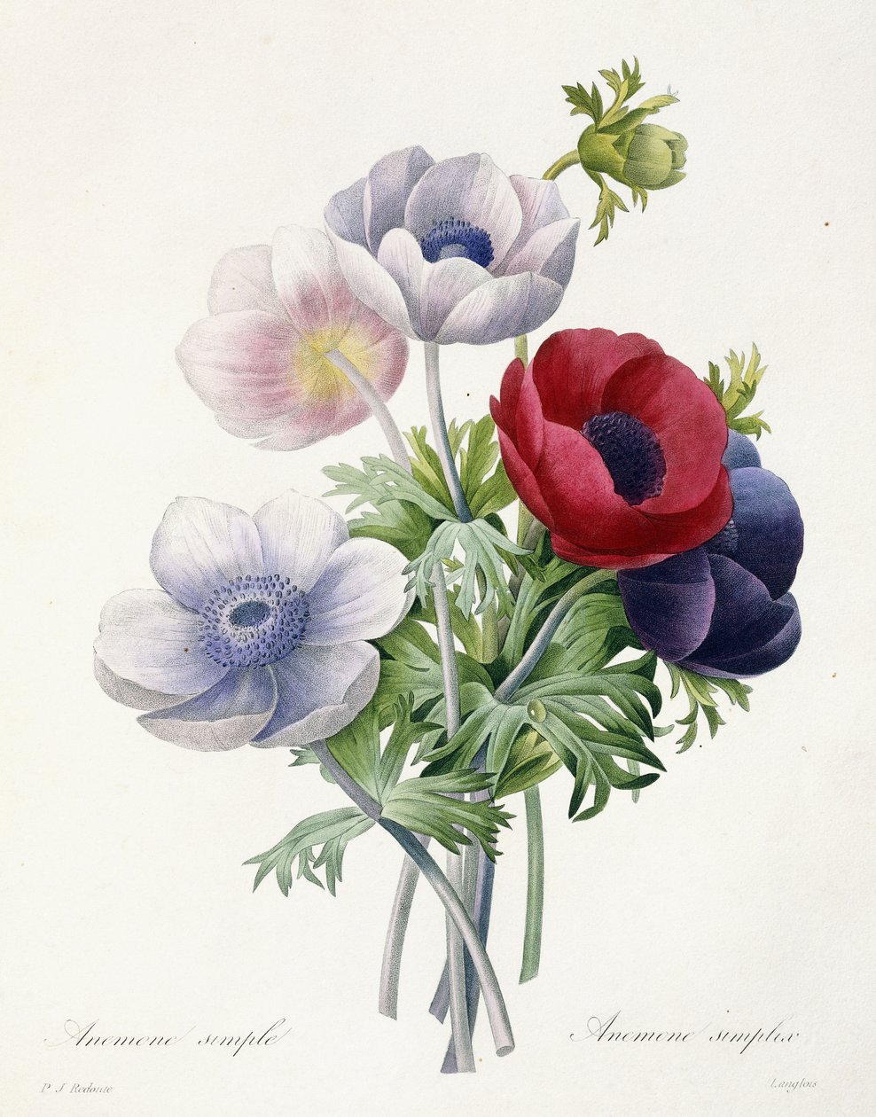 Anenome Simple ، من "اختيار أجمل الزهور وأجمل الفواكه" بقلم بيير جوزيف ريدوت ، 1829 بواسطة بيير جوزيف ريدوت