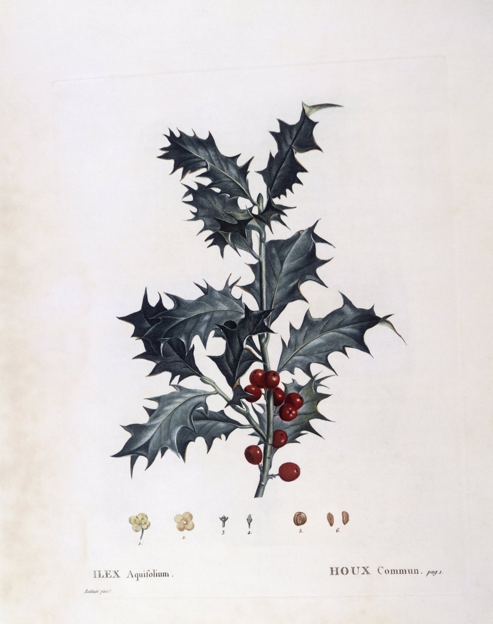 Aquifoliaceae - هولي الأوروبي (Ilex aquifolium). (لوحة نباتية بواسطة بيير جوزيف ريدوت
