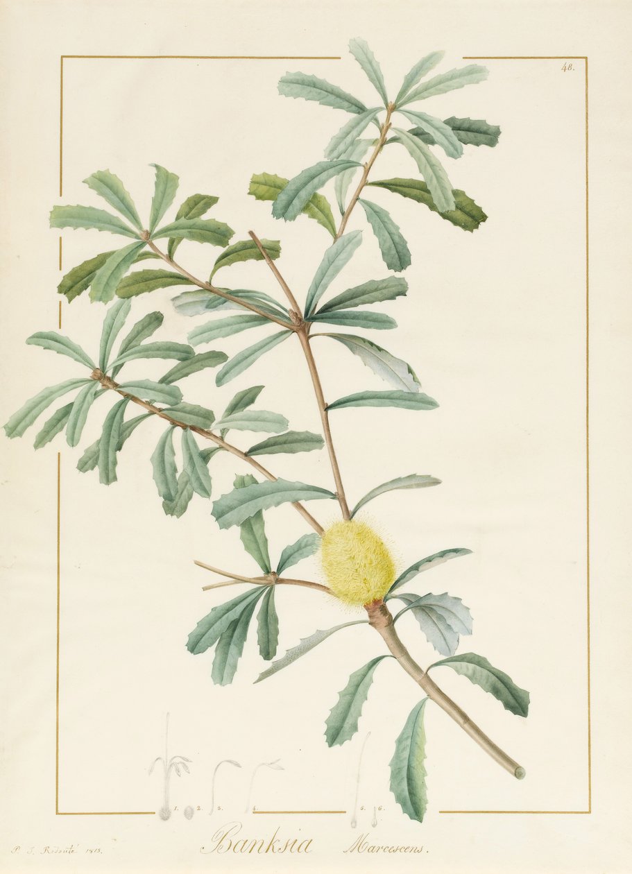 Banksia Marcescens ، 1813 (مرحاض وجسم ملون فوق الجرافيت على الرق) بواسطة بيير جوزيف ريدوت