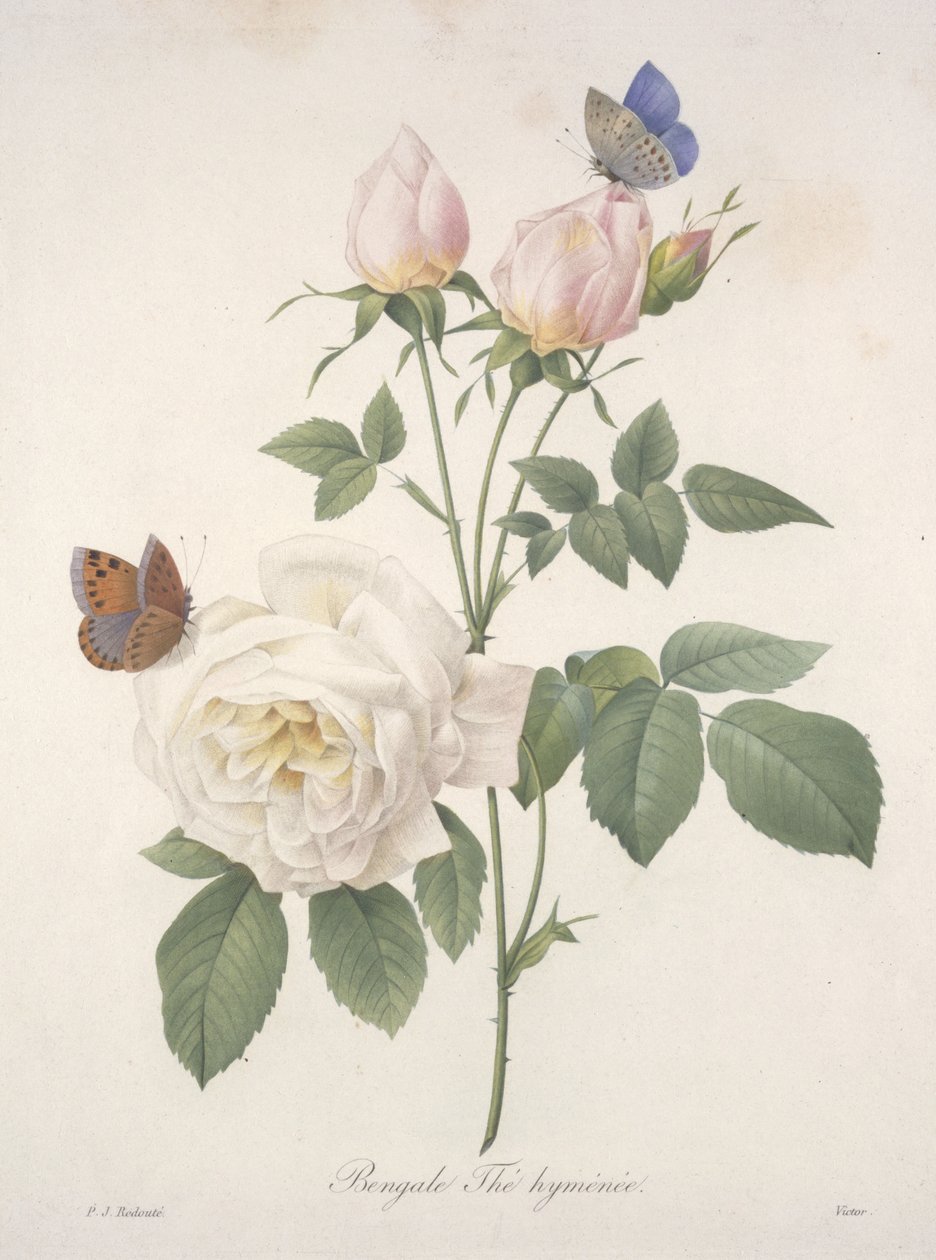 الشاي البنجالي Hymenic ، من اختيار أجمل الزهور وأجمل الفواكه ، 1827 (نقش يدوي بلون) بواسطة بيير جوزيف ريدوت