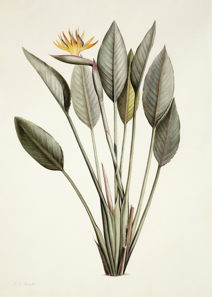 طائر الجنة Strelitzia Reginae ، بواسطة بيير جوزيف ريدوت