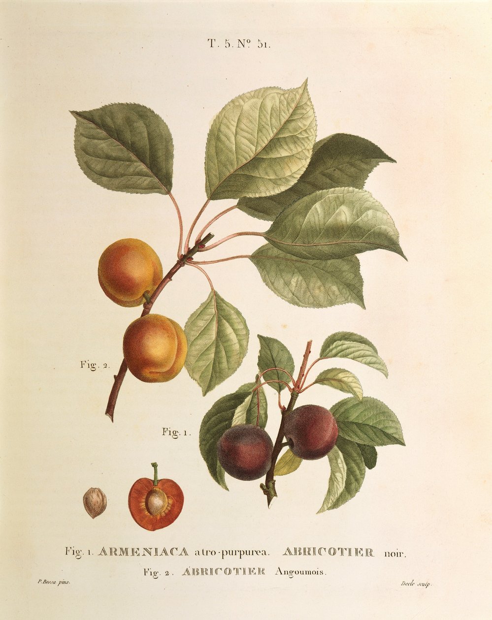 Black Apricot and Apricot varieties: Prunus armeniaca, Armeniaca atropurpurea by Pierre Joseph Redoute (1759-1840) بواسطة بيير جوزيف ريدوت