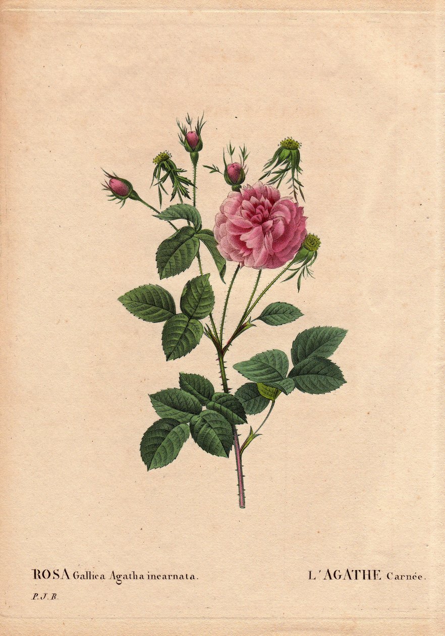 Botanical Board, Flower, Rose Variete: Agathe carnee (Rosa gallica agatha incarnata). Unknown origin, hybrid species of Rose Gallica Damask. In “” Les Roses”, Volume 2 by Pierre Joseph Redoute (1759-1840) بواسطة بيير جوزيف ريدوت