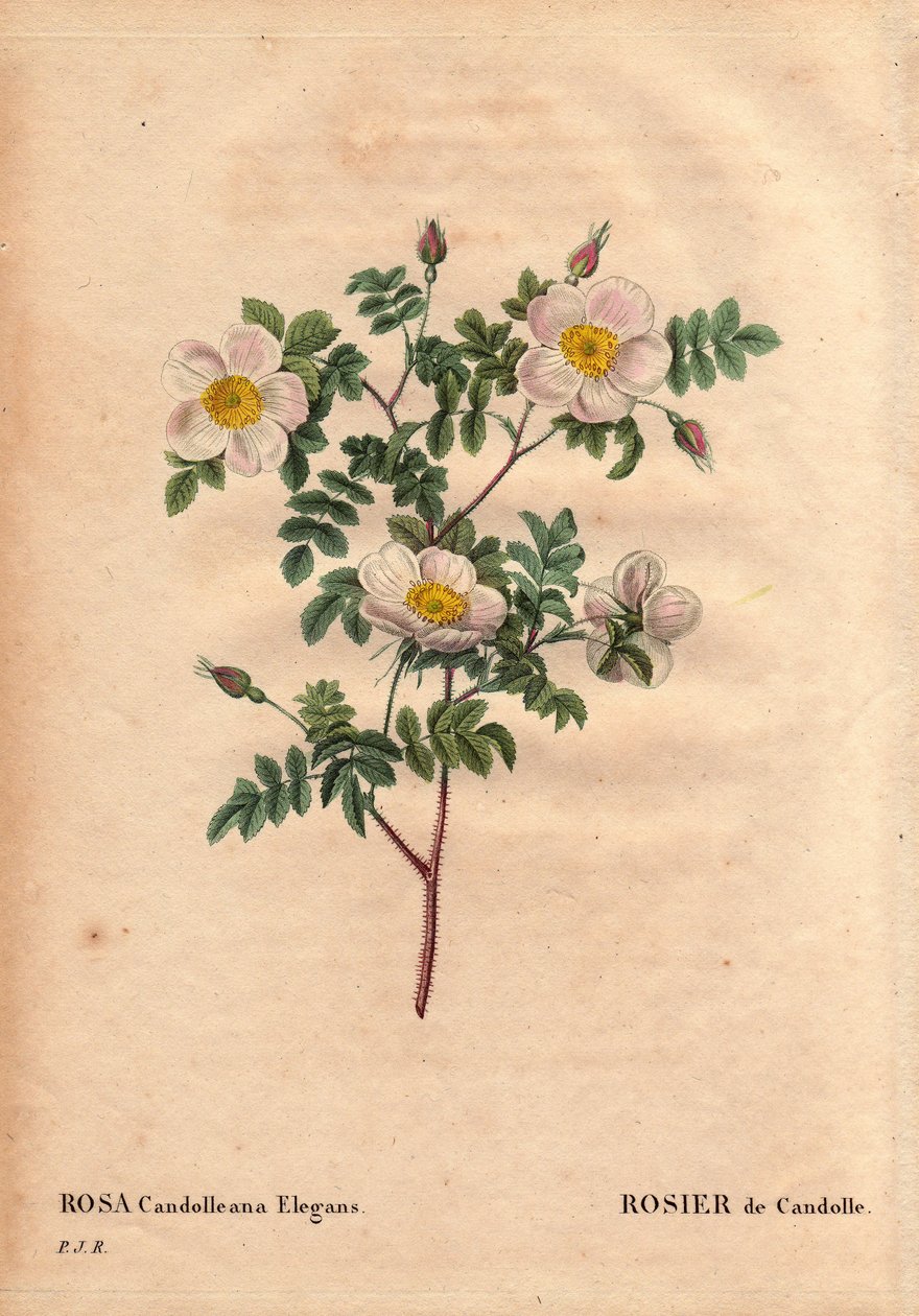 لوح نباتي ، زهرة ، وردة فاريتي: وردة De Candolle البيضاء أو Rose de Candolle (Rosa candolleana elegans). الوردة البرية ، اكتُشفت في جنوب أوروبا وأطلق عليها اسم De Candolle في عام 1819. في "" Les Roses ، المجلد 2 بقلم Pierre Joseph Redoute (1759-1840) بواسطة بيير جوزيف ريدوت