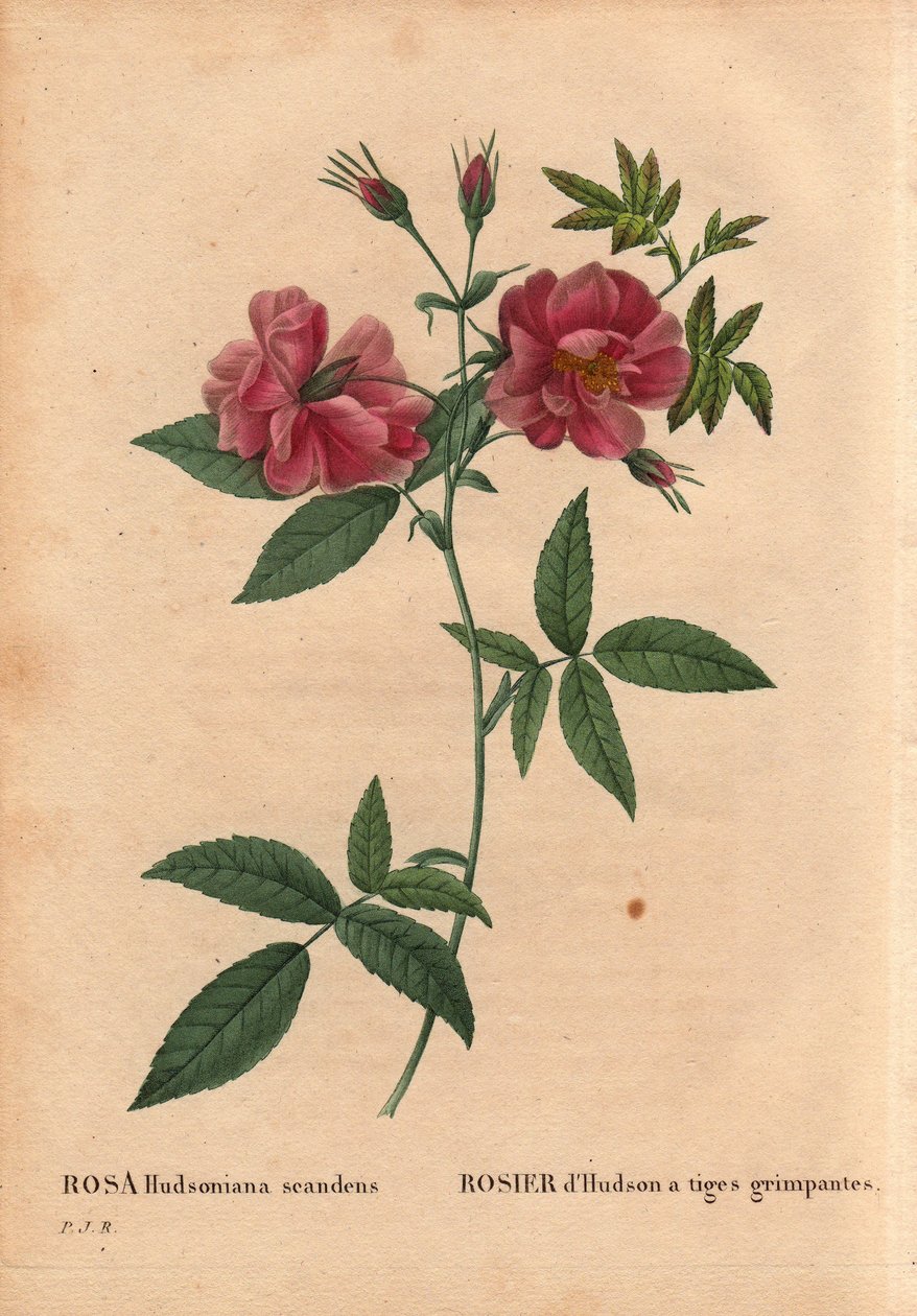 لوح نباتي ، زهرة ، وردة فاريتي: وردة هدسون بسيقان متسلقة (Rosa hudsoniana scandens). من أمريكا الشمالية. في "" Les Roses "، المجلد 2 من تأليف Pierre Joseph Redoute (1759-1840) بواسطة بيير جوزيف ريدوت