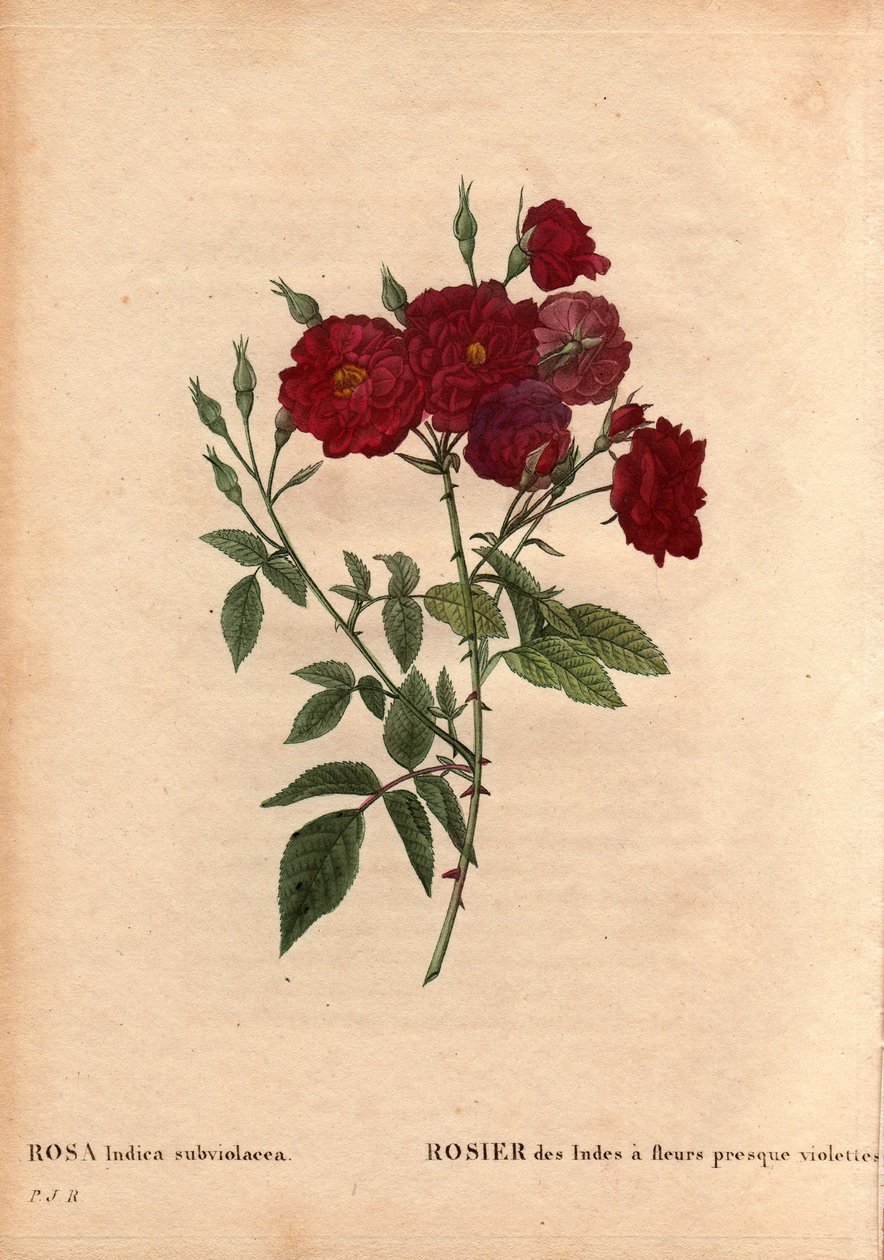 لوح نباتي ، زهرة ، وردة فاريتي: زهرة الهند مع أزهار شبه بنفسجية (Rosa indica subviolacea). مزروعة بواسطة M. Ternaux حوالي عام 1812. في "" Les Roses "، المجلد 2 بواسطة Pierre Joseph Redoute (1759-1840) بواسطة بيير جوزيف ريدوت