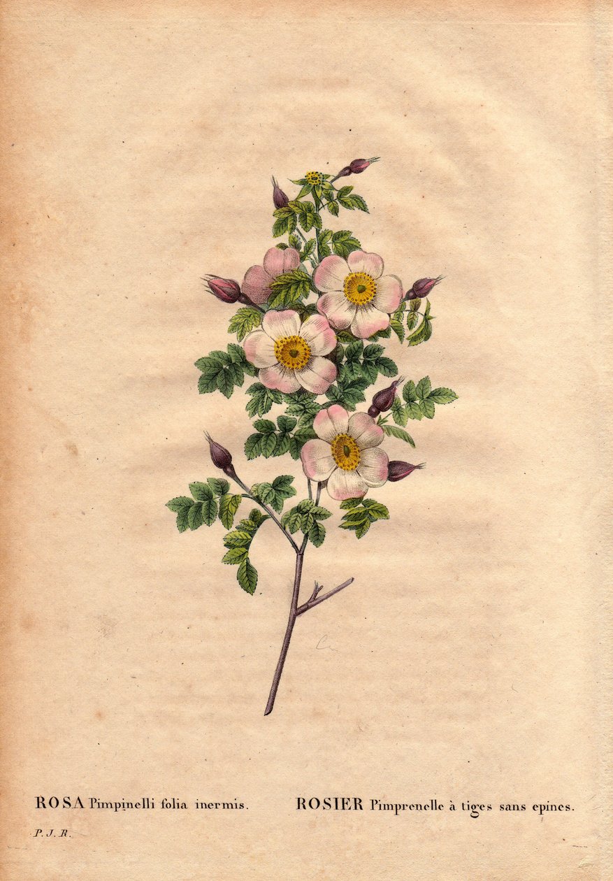 لوح نباتي ، زهرة ، وردة فاريتي: وردة بيمبرينيل بسيقان بدون أشواك (Rosa pimpinelli folia inermis). في "" Les Roses "، المجلد 2 من تأليف Pierre Joseph Redoute (1759-1840) بواسطة بيير جوزيف ريدوت