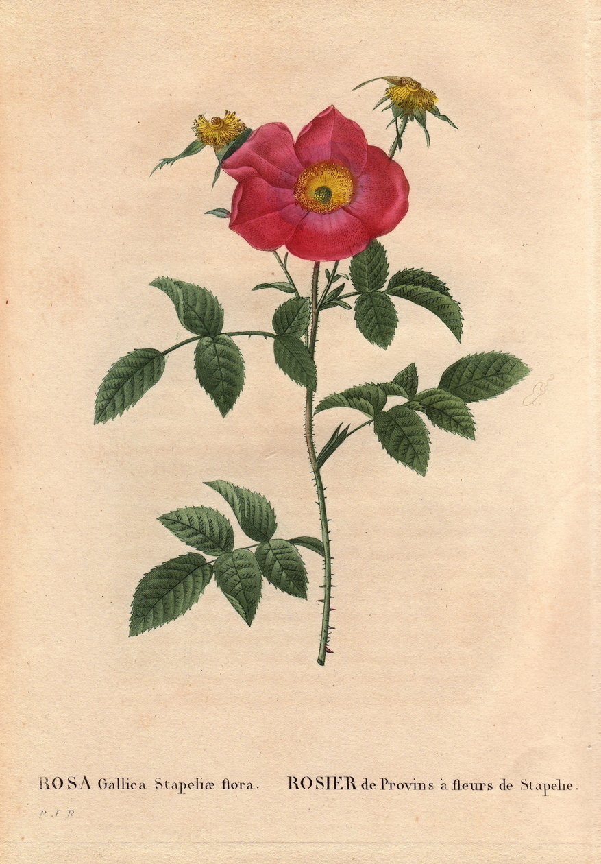 لوح نباتي ، زهرة ، وردة فاريتي: زهرة بروفين مع أزهار Stapelia (Rosa Gallica Stapeliae flora) ، ربما من الأنواع المستأصلة. في "" Les Roses "، المجلد 2 من تأليف Pierre Joseph Redoute (1759-1840) بواسطة بيير جوزيف ريدوت