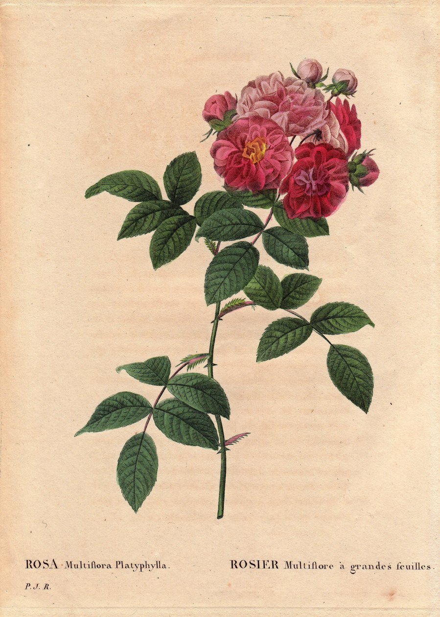 لوح نباتي ، زهرة ، وردة فاريتي: روزا متعددة النباتات ذات الأوراق الكبيرة (Rosa multiflora platyphylla) تزرع بذرة أرتير تم تقديمها في بريتاني قبل عام 1817. في "" Les Roses "، المجلد 2 بواسطة Pierre Joseph Redoute (1759-1840) بواسطة بيير جوزيف ريدوت