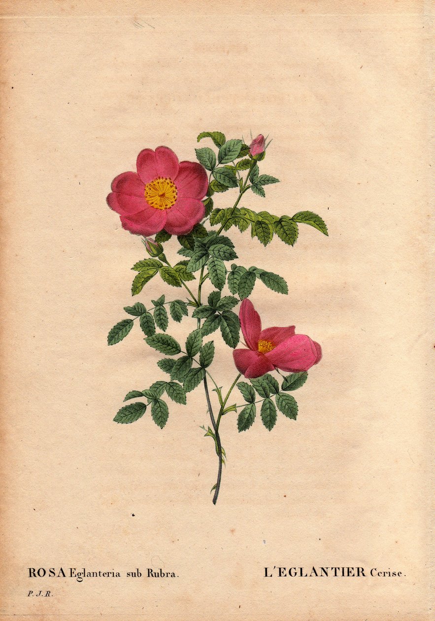 Botanical Board, Flower, Rose Variete: The Cherry Eglantier (Rosa eglanteria sub rubra) repertorie in the greenhouses of Monsieur Vilmorin, circa 1820 and obtained by the seeds of the yellow rose foetida. In “” Les Roses”, Volume 2 by Pierre Joseph Redoute بواسطة بيير جوزيف ريدوت