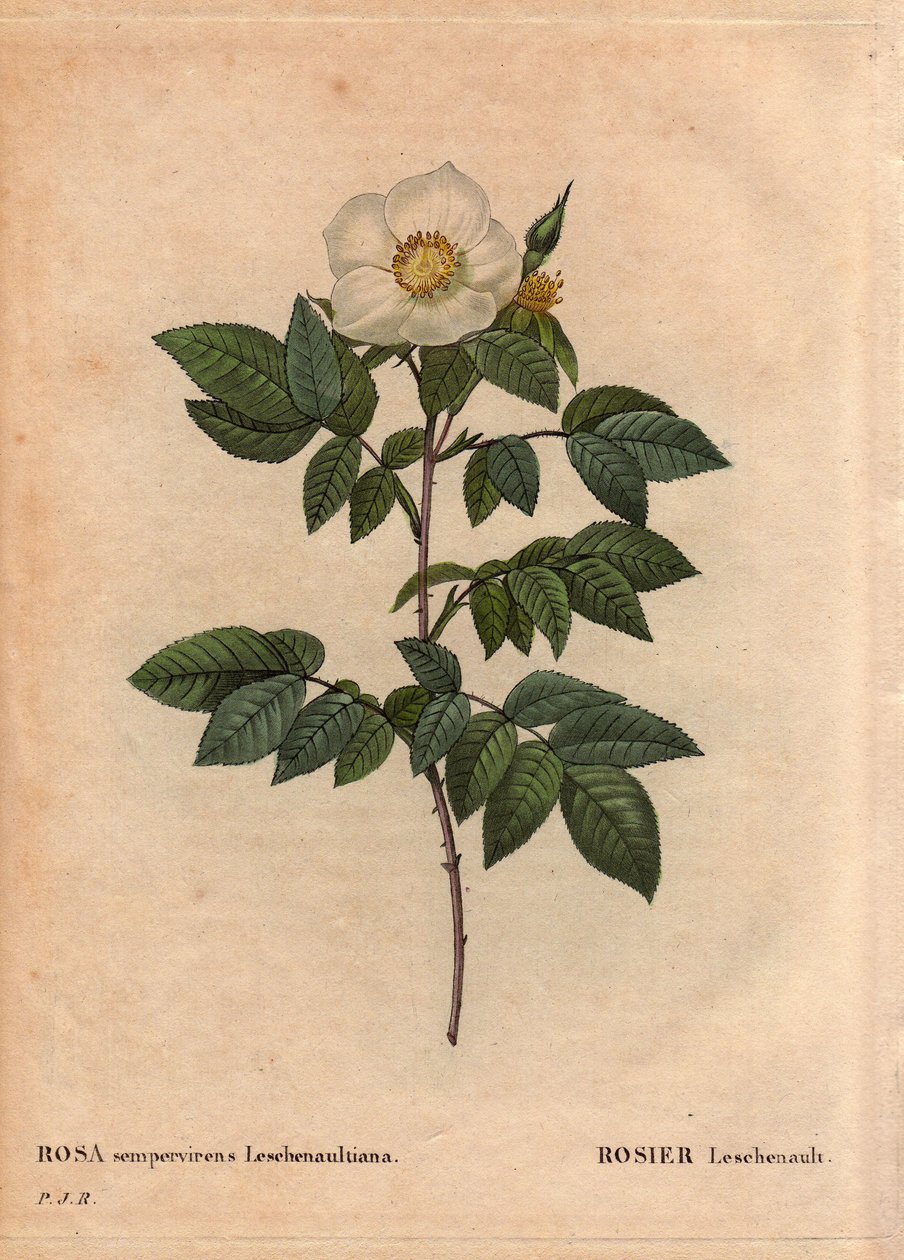 لوح نباتي ، زهرة ، روز فاريتي: وردة Leschenault (Rosa sempervirens Leschenaultiana). اكتشفه السيد Leschenault على نهر Nilgiri (أو Nilagiri أو Nilgiris) يُطلق عليه أيضًا Blue Mountains of India. في منطقة تاميل نادو ، قبل عام 1824. في "" L بواسطة بيير جوزيف ريدوت