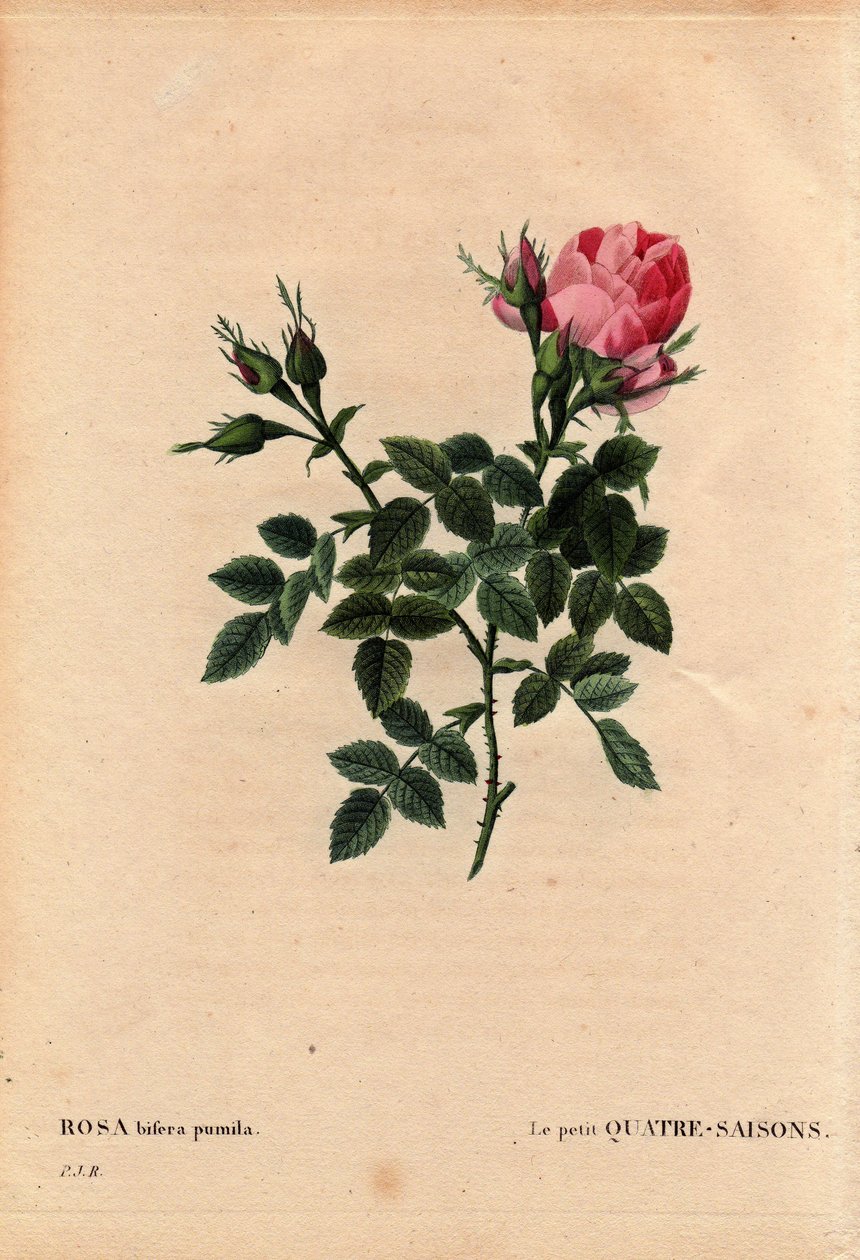 لوح نباتي ، زهرة ، روز فاريتي: الفصول الأربعة الصغيرة (الفصول الأربعة). باللاتينية: Rosa bifera pumila ، زرعها السيد نويل ، باريس ، فرنسا ، قبل عام 1824. في "" Les Roses "، المجلد 2 من تأليف Pierre Joseph Redoute (1759-1840) بواسطة بيير جوزيف ريدوت