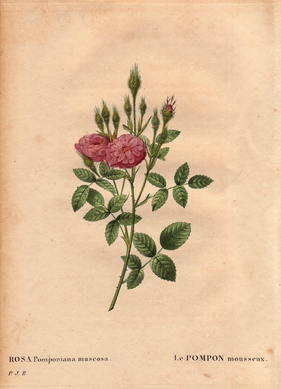 لوح نباتي ، زهرة ، وردة فاريتي: تم اكتشاف نوع "" روز دي مو "(Rosa Pomponiana muscosa) في حديقة في غرب إنجلترا حوالي عام 1801. في" "Les Roses" ، المجلد 2 بواسطة Pierre Joseph Redoute ( 1759-1840) بواسطة بيير جوزيف ريدوت