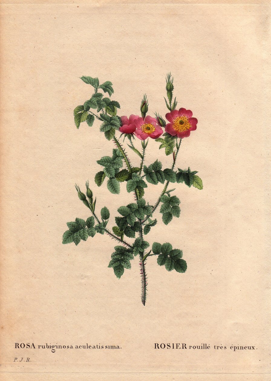 لوح نباتي ، زهرة ، ورد فاريتي: وردة صدأ شوكية جدًا (Rosa rubiginosa aculeatissima). تم الحصول عليها عن طريق البذور وقام دو بونت بتغليفها بالبقسماط حوالي عام 1810. في "" Les Roses "، المجلد 2 بواسطة Pierre Joseph Redoute (1759-1840) بواسطة بيير جوزيف ريدوت