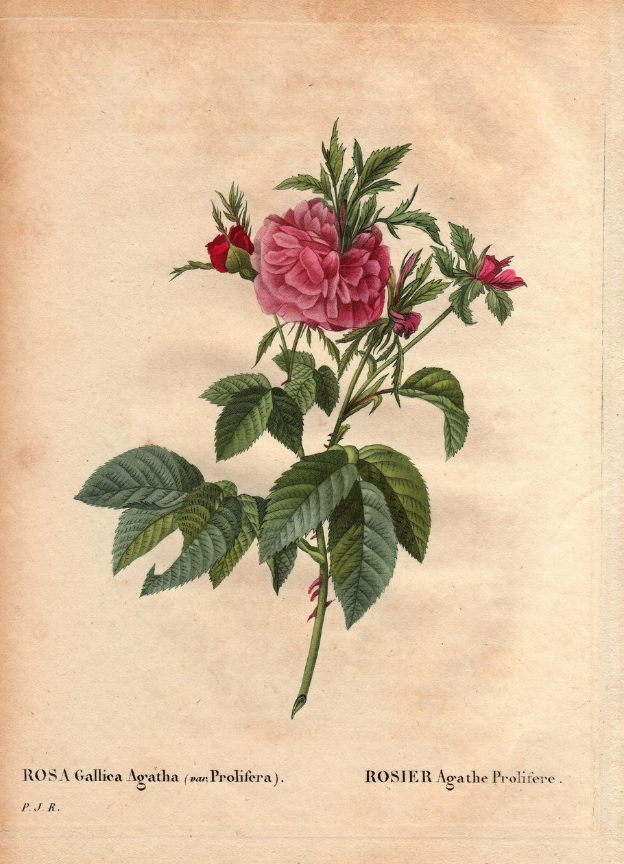لوح نباتي ، زهرة ، تنوع الورد: روز أغاث بروليفير (روزا جاليكا أجاثا بروليفيرا). في "" Les Roses "، المجلد 2 من تأليف Pierre Joseph Redoute (1759-1840) بواسطة بيير جوزيف ريدوت