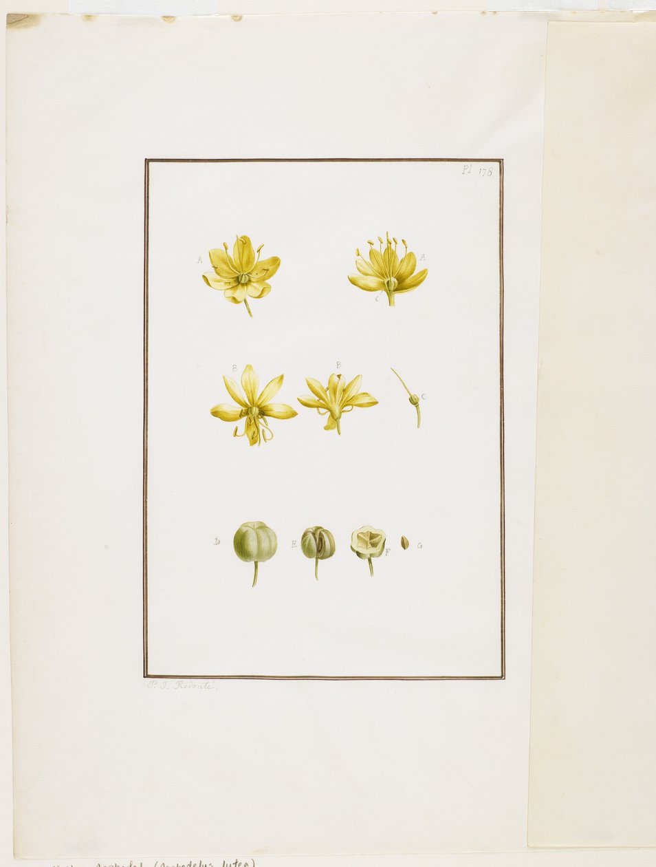 تشريح نباتي: أصفر Asphodel (Asphodelus lutea) ، c.1778-90 (مرحاض وجرافيت على ورق) بواسطة بيير جوزيف ريدوت