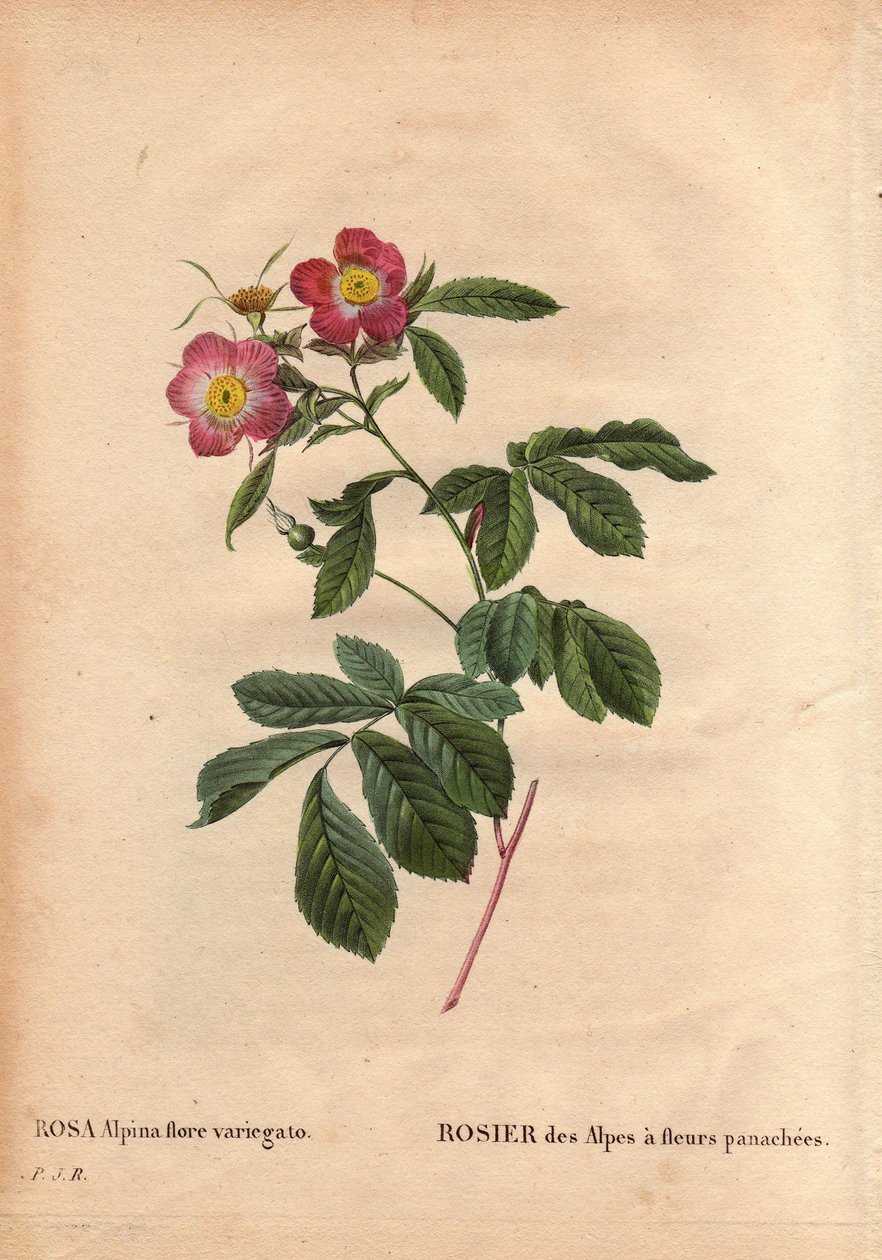 Botanical Plate, Flower, Rose Variete: Rose of the Alps with variegato flowers (Rosa alpina flora variegato). Introduced in France around 1813 de Poilpre. In “” Les Roses”, Volume 2 by Pierre Joseph Redoute (1759-1840) بواسطة بيير جوزيف ريدوت