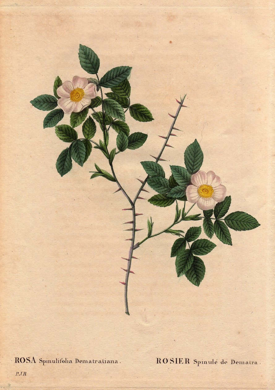 Botanical Plate, Flower, Rose Variete: Rosier Spinule de Dematra (Rosa spinulifolia dematratiana) discovered near Chatel-sur-Montsalvens (Chatel sur Montsalvens), Fribourg, Switzerland by Dean Dematra, priest of the Corbieres, before 1818. In “” Les Roses” بواسطة بيير جوزيف ريدوت
