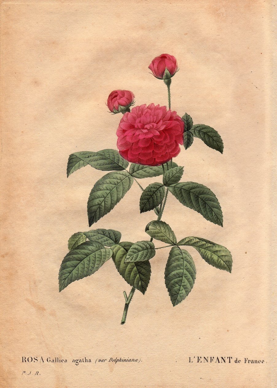 طبق نباتي ، زهرة ، وردة فاريتي: طفل فرنسا (Rosa gallica agatha var. delphiniana). تمت زراعتها على يد السيد دو بونت ، حوالي عام 1802 ، وهي معروفة منذ عهد لويس الخامس عشر (1710-1774) وتسمى "Enfant de France" تكريماً لدوفين. في "" Les Ro بواسطة بيير جوزيف ريدوت