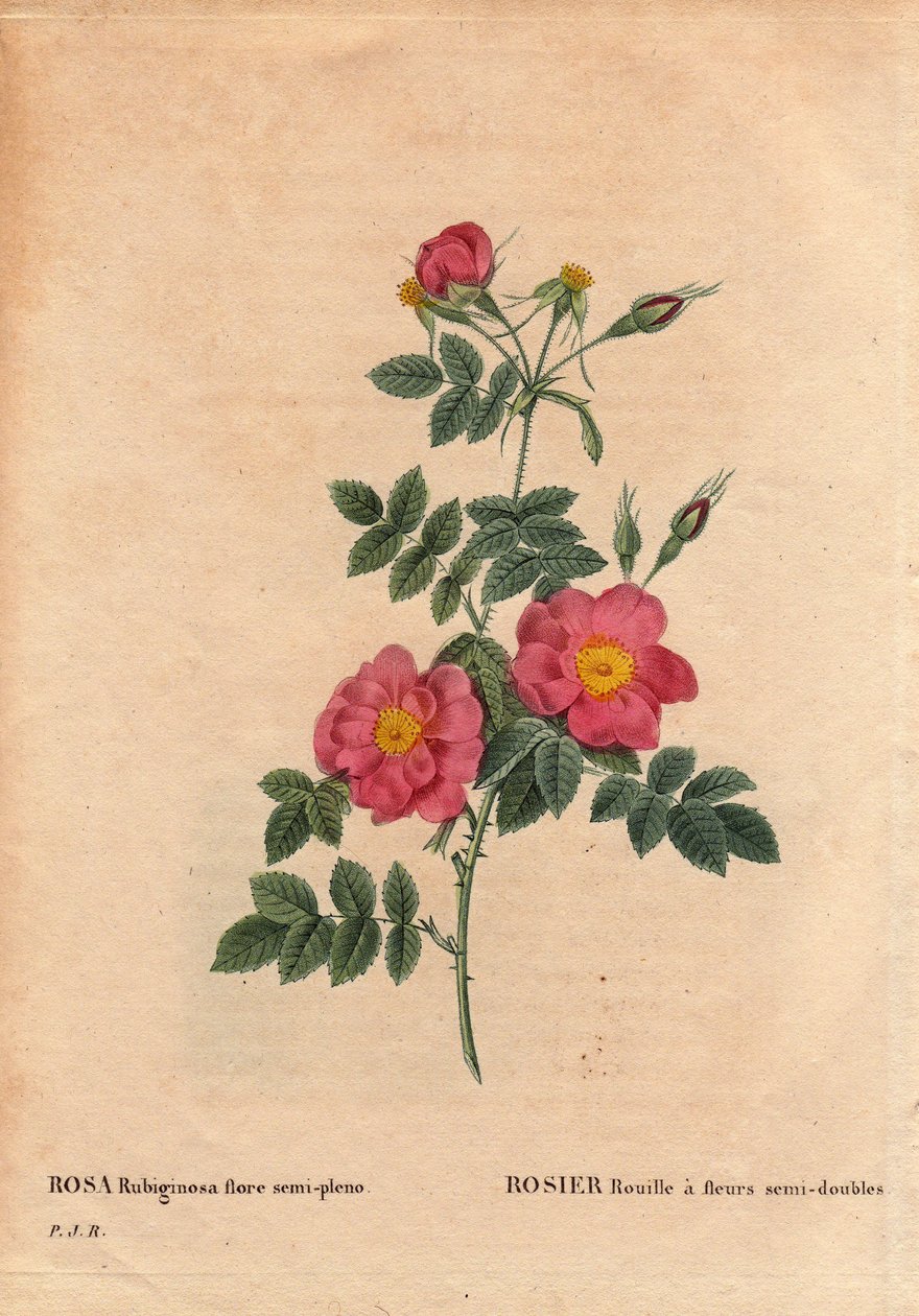 لوحة نباتية ، زهرة ، وردة متنوعة: صدأ الورد يحتوي على أزهار شبه مزدوجة (Rosa rubiginosa flora sempleno) ، تم الحصول عليها من البذور ونمت بواسطة PJ Redoute حوالي عام 1806. في "" Les Roses "، المجلد 2 بقلم Pierre Joseph Redoute (1759- 1840) بواسطة بيير جوزيف ريدوت