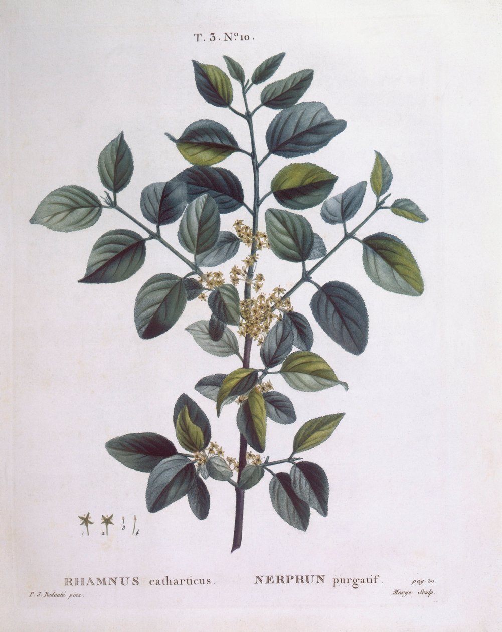 النبق (Rhamnus catharticus) ، هنري لويس دوهاميل دو مونسو ، لوحة نباتية بقلم بيير جوزيف ريدوتي بواسطة بيير جوزيف ريدوت