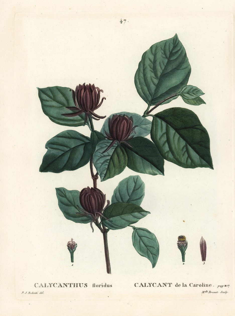 Carolina spicebush أو شجيرة الحلويات الشرقية ، Calycanthus floridus. نقش منقوش يدويًا من قبل الآنسة برينيه بعد رسم بيير جوزيف ريدوت من Henri Louis Duhamel du Moncel