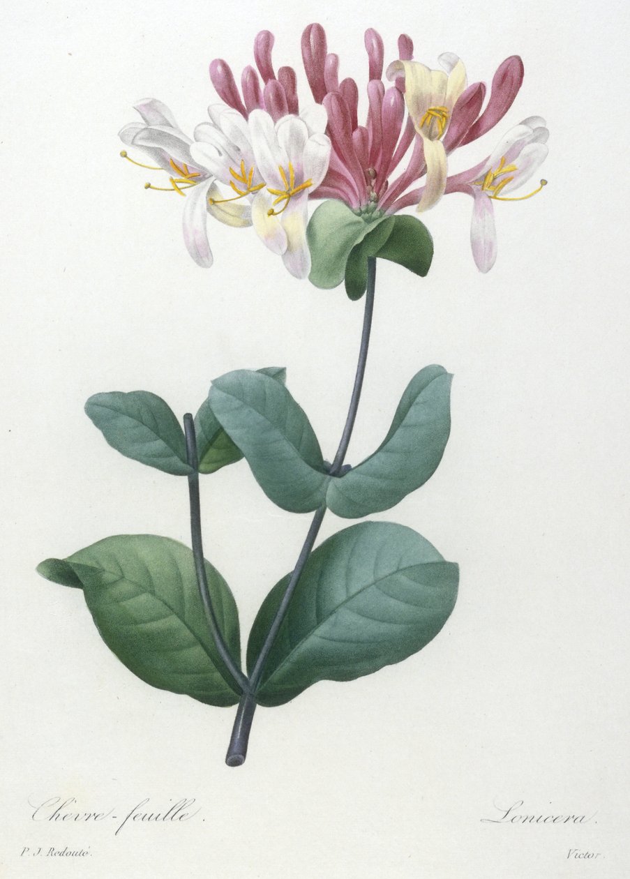 Chevre-feuille ، من Choice Des Plus Belle Fleurs et des Beaux Fruits ، 1827 (نقش يدوي ملون) بواسطة بيير جوزيف ريدوت