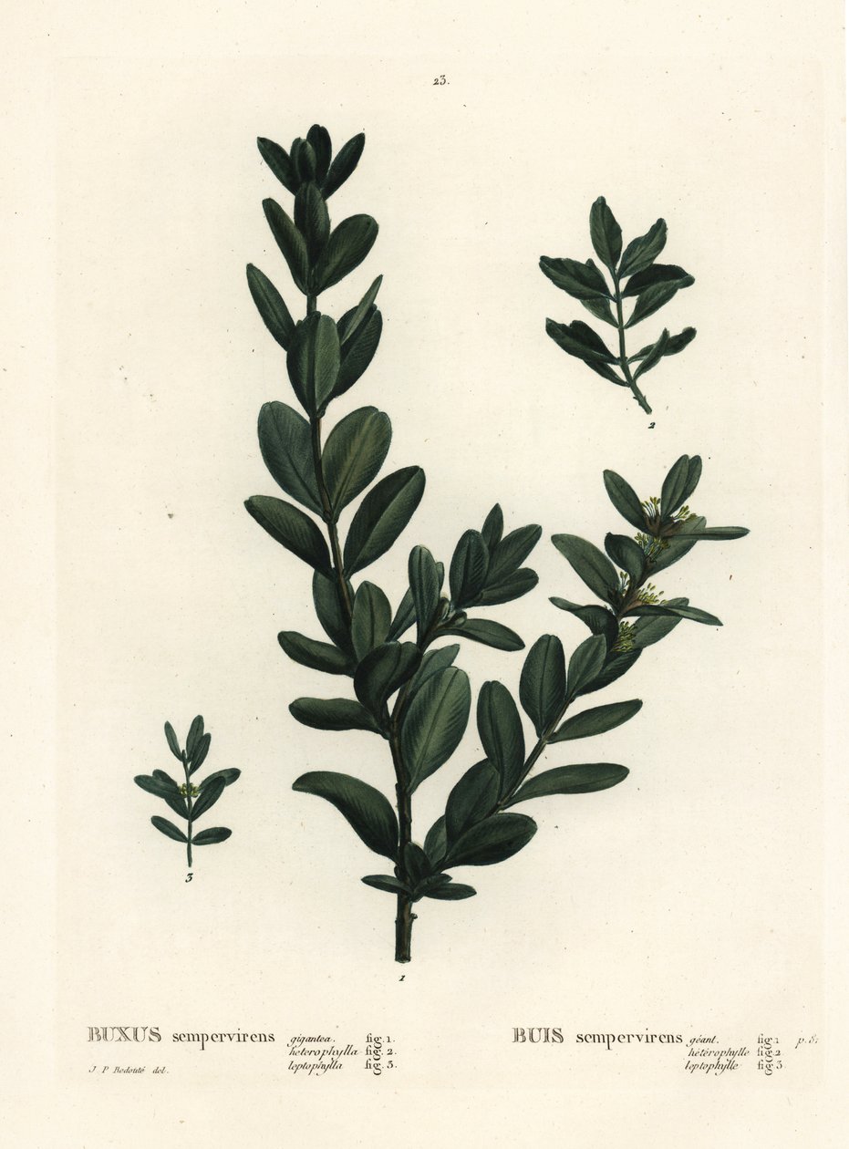 الصندوق المشترك ، الصندوق الأوروبي أو خشب البقس ، Buxus sempervirens (gigantea ، heterophylla و leptophylla). نقش منقوش يدويًا بعد رسم بيير جوزيف ريدوت من Henri Louis Duhamel du Monceau's Treat des Arbres et Shrustes ، باريس بواسطة بيير جوزيف ريدوت
