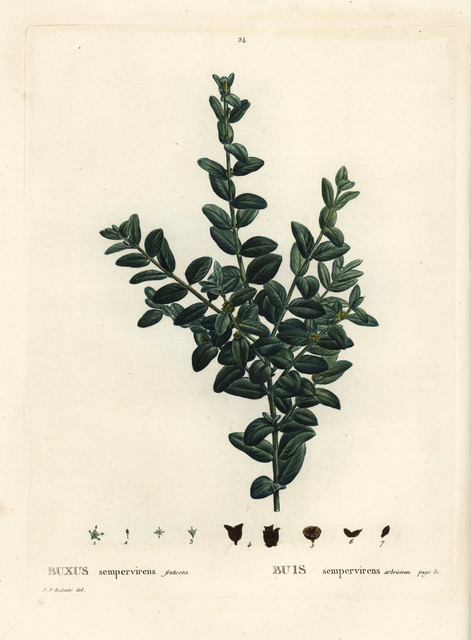 الصندوق المشترك ، الصندوق الأوروبي أو خشب البقس ، Buxus sempervirens fruticosa. نقش منقوش يدويًا بعد رسم بيير جوزيف ريدوت من Henri Louis Duhamel du Monceau