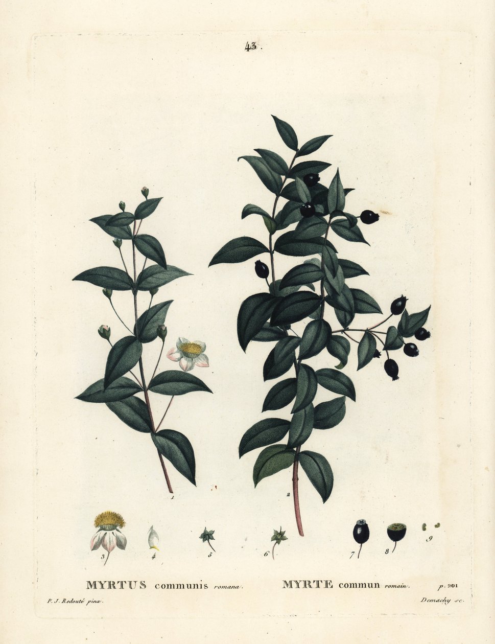 الآس المشترك ، Myrtus communis. نقش منقوش يدويًا من قبل ديماشي بعد رسم بيير جوزيف ريدوت من Henri Louis Duhamel du Moncel