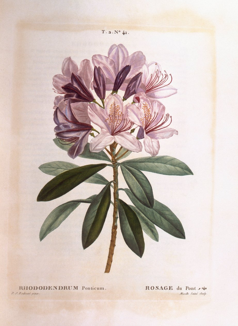 Common rhododendron (Rhododendron ponticum), Henry Louis Duhamel du Monceau, botanical plate by Pierre Joseph Redouté بواسطة بيير جوزيف ريدوت