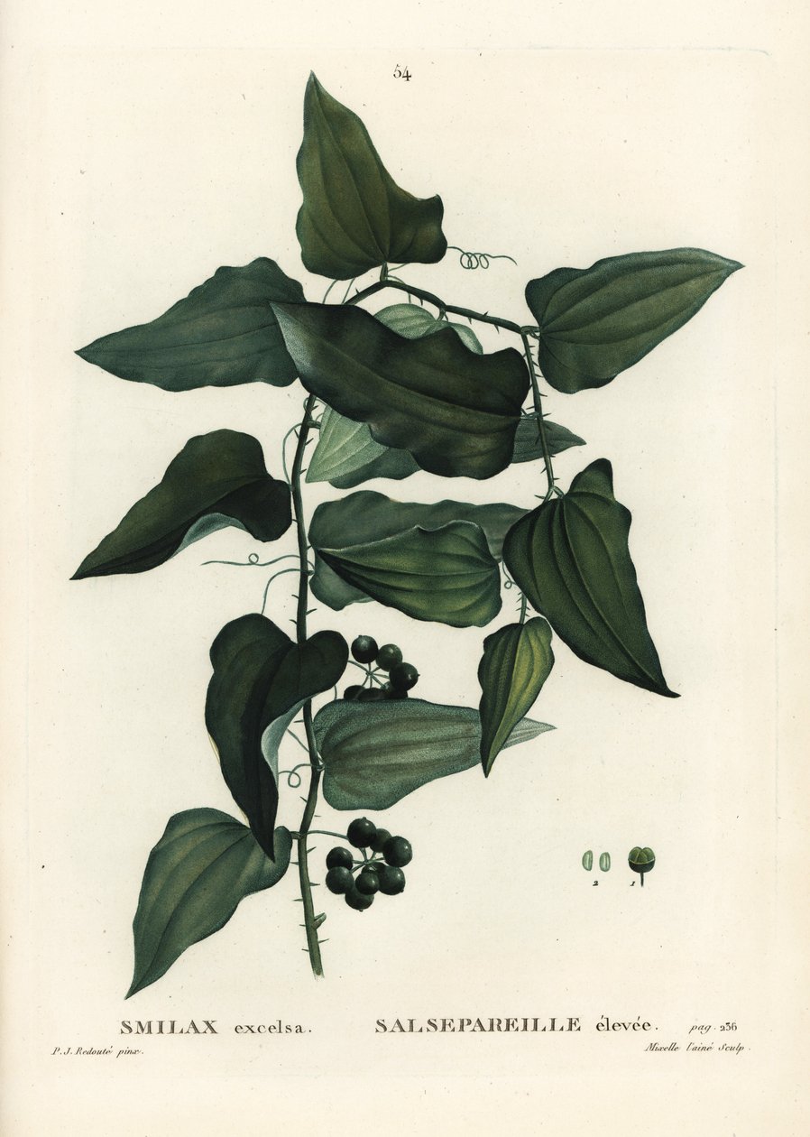 الابتسامة الشائعة ، الحشائش الخشنة ، السارسبريلة أو ابتسامة البحر الأبيض المتوسط ، Smilax aspera (Smilax excelsa). نقش منقوش يدويًا بواسطة Mixelle l