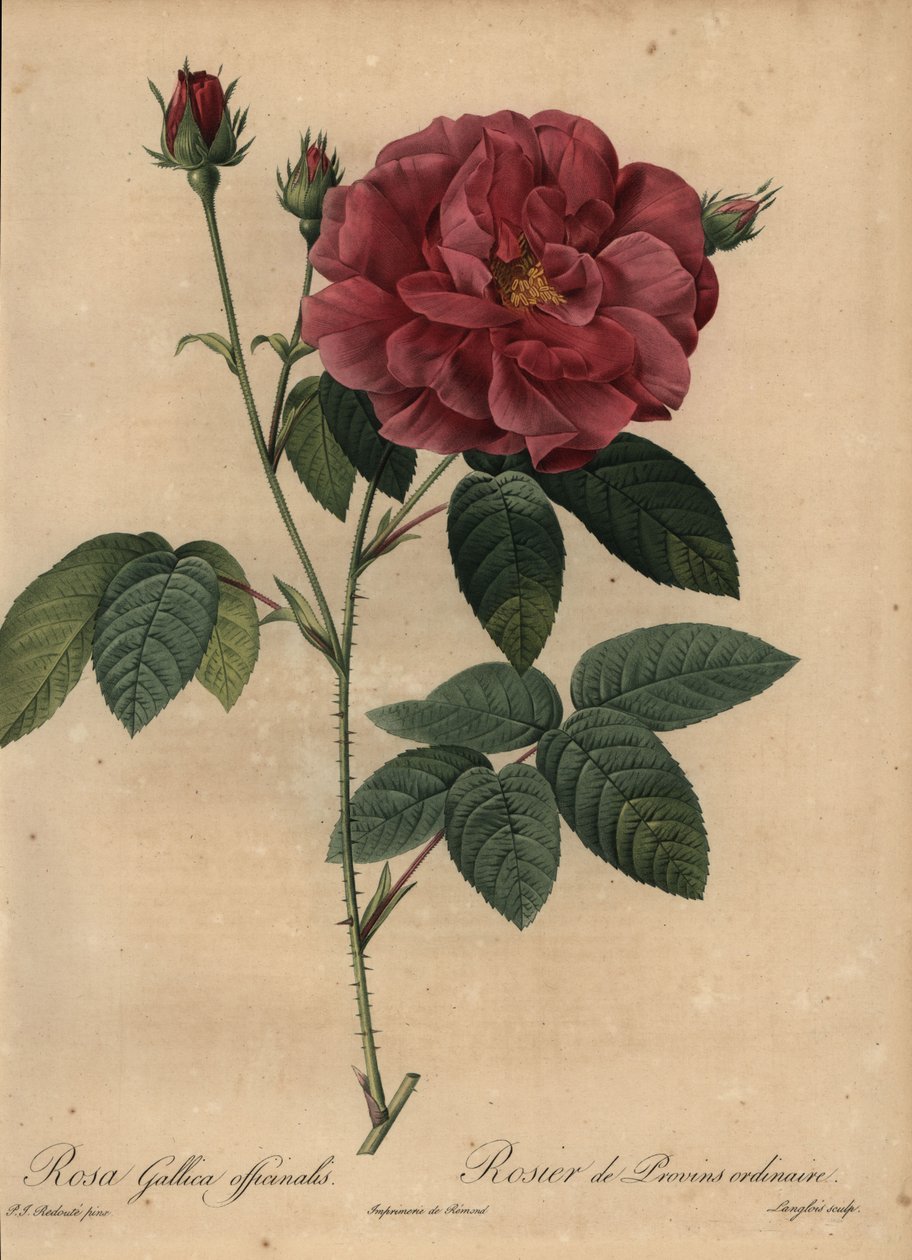 Crimson French rose or rose of Provins, Rosa gallica officinalis  بواسطة بيير جوزيف ريدوت