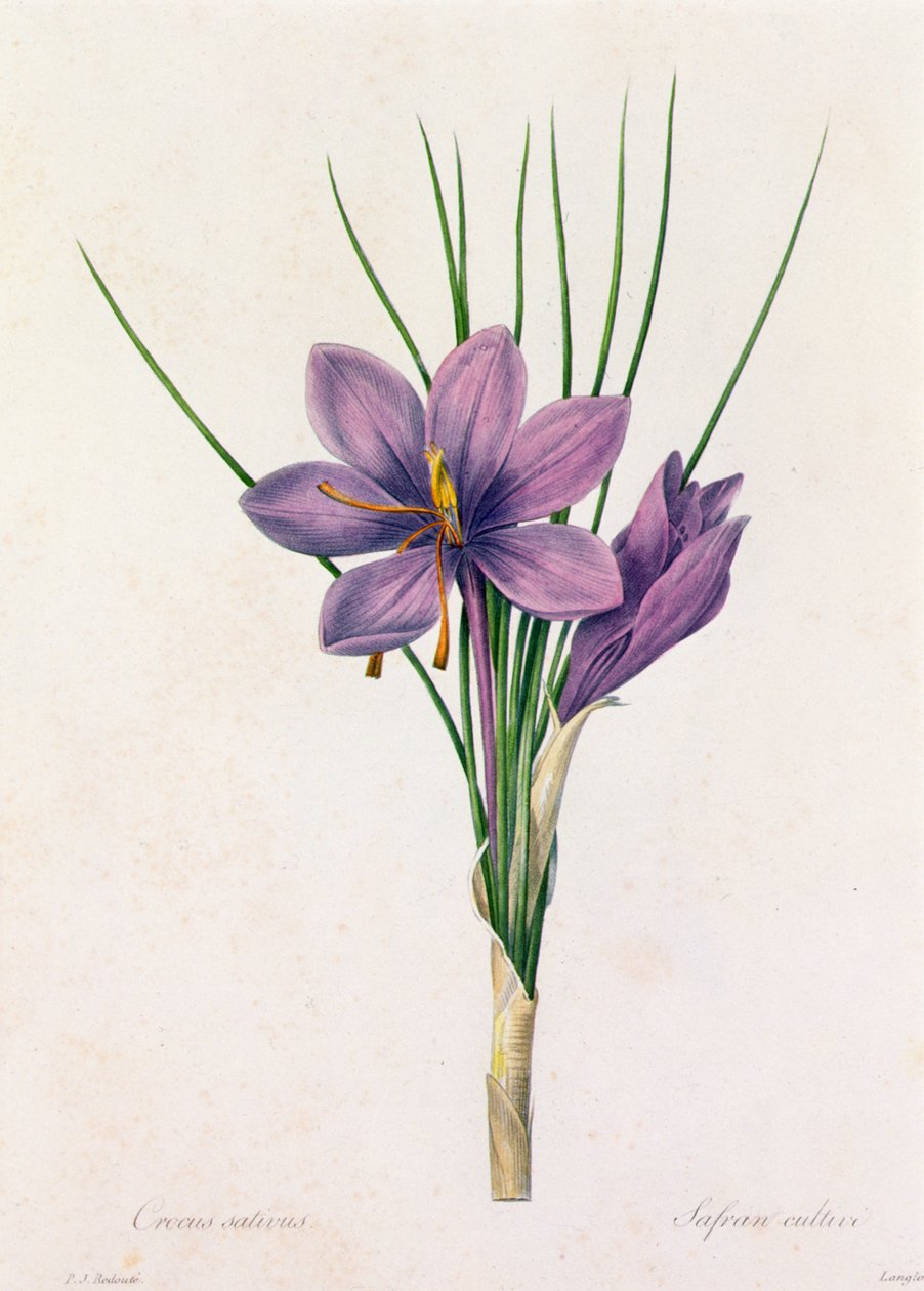 Crocus Sativus (نقش ملون) بواسطة بيير جوزيف ريدوت