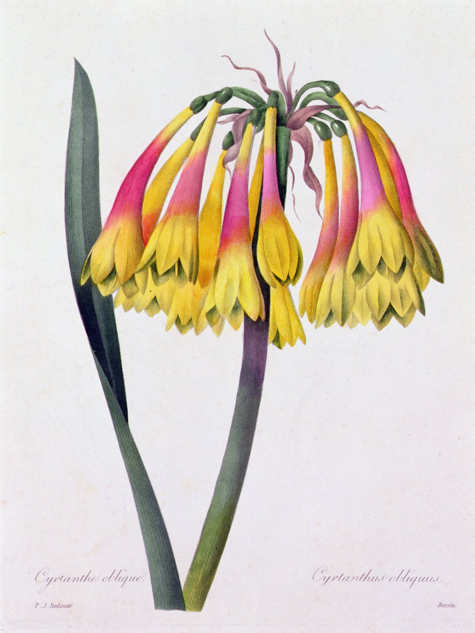 Cyrtanthus Obliquus (نقش ملون) بواسطة بيير جوزيف ريدوت
