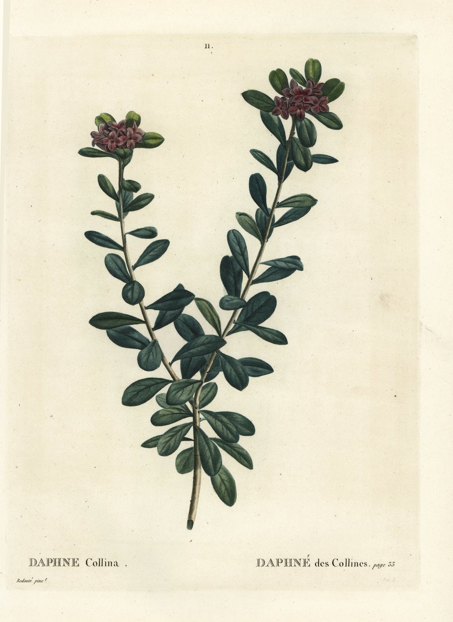 دافني سيريسيا (دافني كولينا). نقش منقوش يدويًا بعد رسم بيير جوزيف ريدوت من Henri Louis Duhamel du Monceau's Treat des Arbres et Shrustes ، باريس بواسطة بيير جوزيف ريدوت