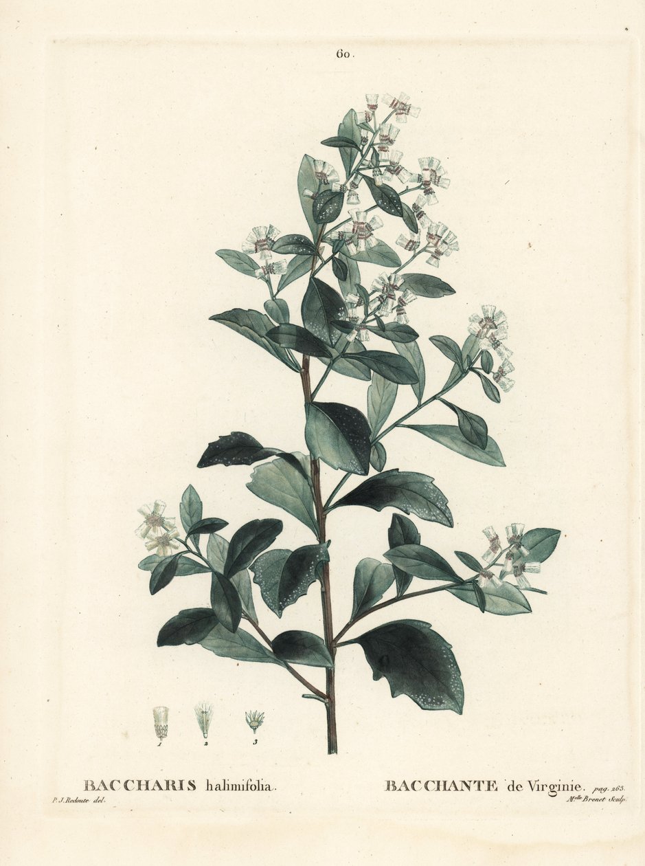 السكريات الشرقية ، شجيرة الأرض ، الآس البحري أو شجيرة الملح ، Baccharis halimifolia. نقش منقوش يدويًا من قبل الآنسة برينيه بعد رسم بيير جوزيف ريدوت من Henri Louis Duhamel du Moncel