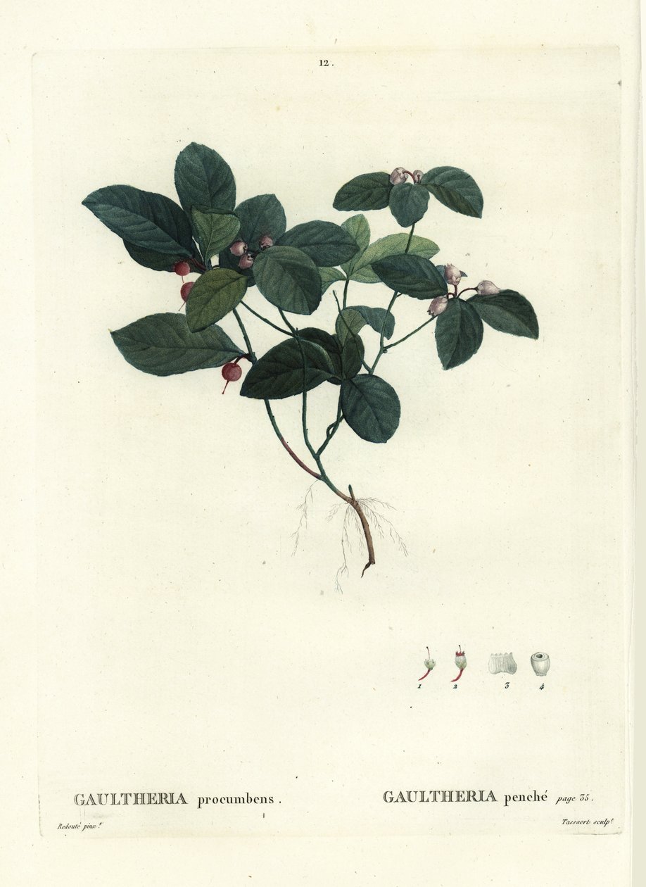 الشاي الشرقي ، الشطرنج أو البوكسبيري ، Gaultheria procumbens. نقش منقوش يدويًا بواسطة Tassaert بعد رسم بيير جوزيف Redoute من Henri Louis Duhamel du Moncel