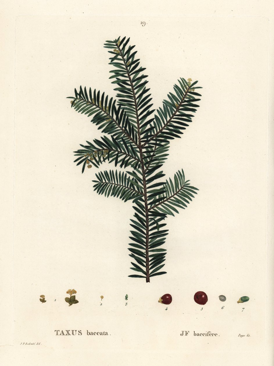 شجرة الطقسوس الإنجليزية أو الطقسوس الأوروبي ، Taxus baccata. نقش منقوش يدويًا بعد رسم بيير جوزيف ريدوت من Henri Louis Duhamel du Monceau