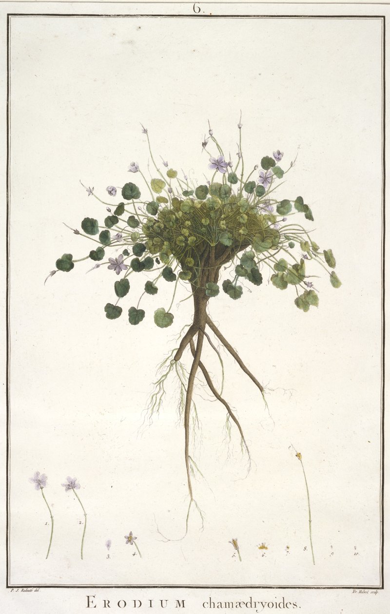 ديزي شاميدريويدس ، من Geraniologia ، أو ساعات ، PELARGONII ، أيقونات تاريخ Monsoniae Grielum لتوضيح ، 1787-88 (نقش يدوي) بواسطة بيير جوزيف ريدوت