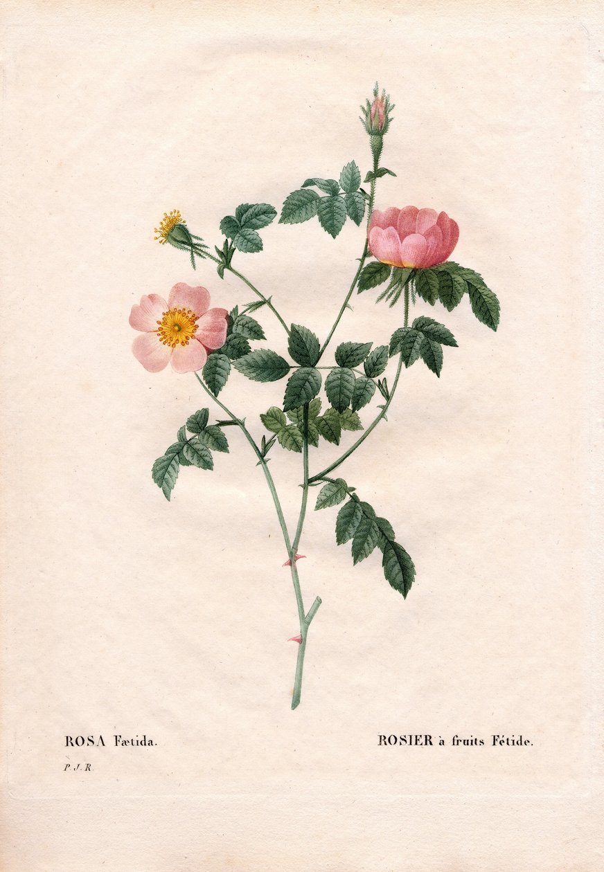 ارتفع فاكهة فيتيد. نقش على لوح نحاسي مُنقط يدويًا من "" Les Roses "لبيير جوزيف Redoute ،" باريس بواسطة بيير جوزيف ريدوت