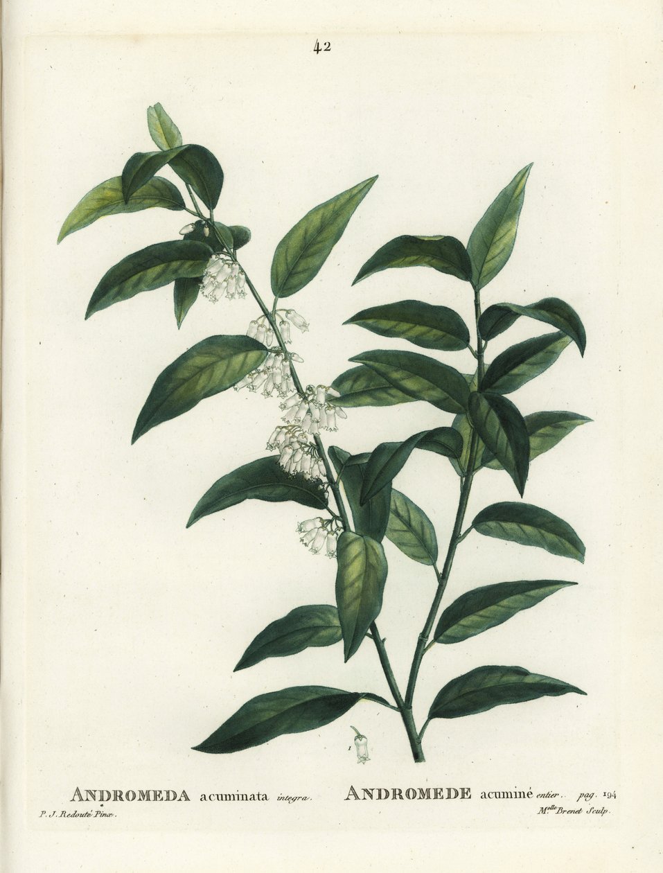 Fetterbush ، أندروميدا مؤنف. نقش منقوش يدويًا من قبل الآنسة برينيه بعد رسم بيير جوزيف ريدوت من Henri Louis Duhamel du Moncel