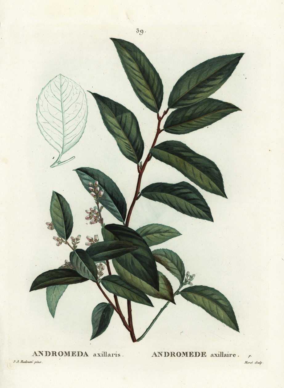 Fetterbush ، أندروميدا إبطي. نقش منقوش يدويًا بواسطة موريه بعد رسم بيير جوزيف ريدوت من Henri Louis Duhamel du Moncel